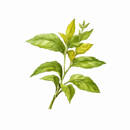 Basil leaves isolated on white background. Hand drawn watercolor illustration.のイラスト素材
