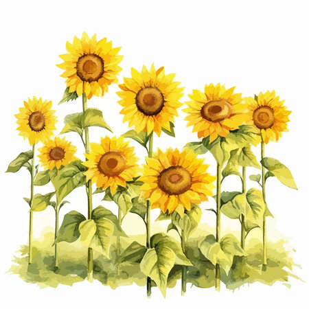Sunflowers on a white background. Watercolor painting. Vector illustration.のイラスト素材