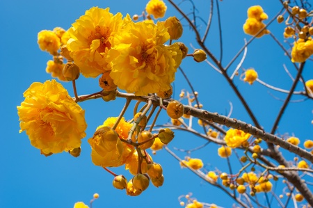 Yellow Nika flowersの写真素材