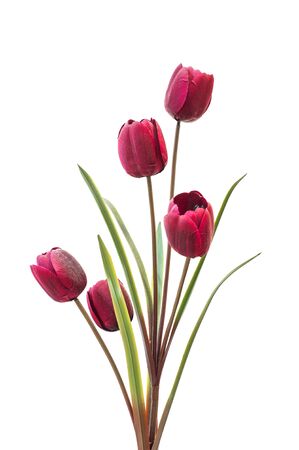 faked tulip の写真素材