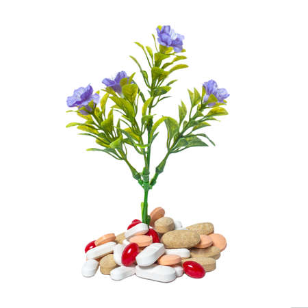 Plant and medicine
