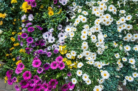 Various kind of flowerの写真素材