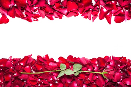 Red Corolla Rose Frame on white backgroundの写真素材
