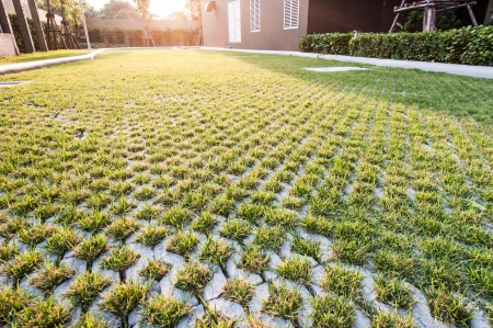 pattern of grass on floor made of brick against sunlightの写真素材