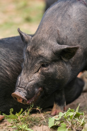 Black pigs in farmの写真素材