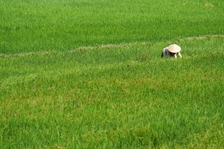 Farmer in green fieldの写真素材