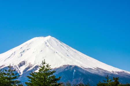 Fuji scene with treesの写真素材
