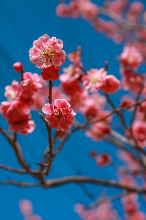Pink sakura with blue skyの写真素材