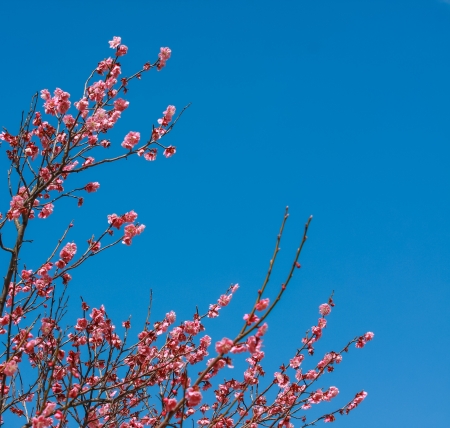 Pink sakura with blue skyの写真素材