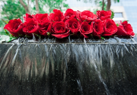 Red Rosesの写真素材