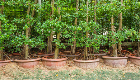 Green Plant in Pot for Gardeningの写真素材