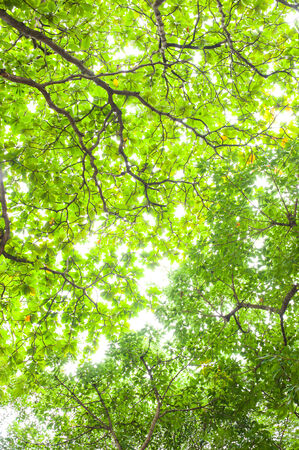 Green Leaf on treesの写真素材