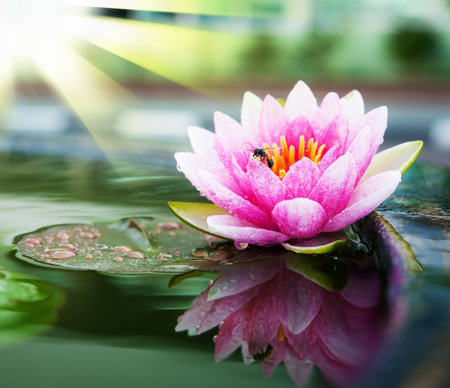 lotus in pondの写真素材