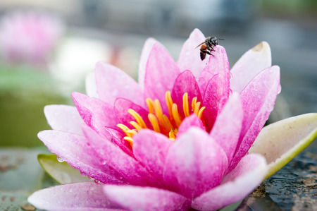 lotus with beeの写真素材