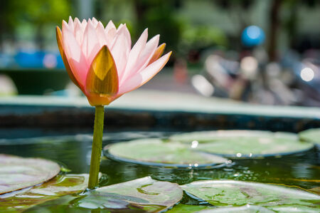 A beautiful pink waterlily or lotus flower in pondの写真素材