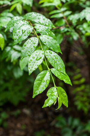 Water drop from rain on green leafの写真素材