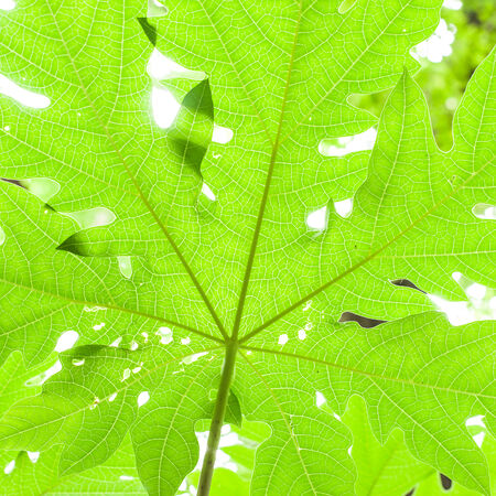 frame of papaya leafの写真素材