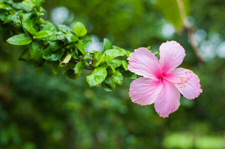 Pink Hibiscus flower on treeの写真素材