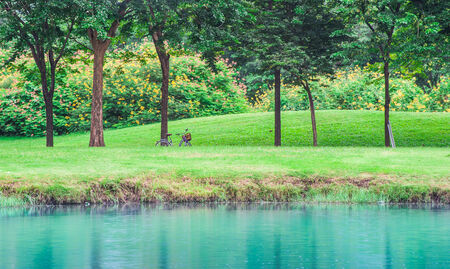 Lake in a park with green treesの写真素材
