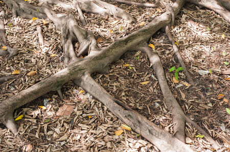 tree rootの写真素材