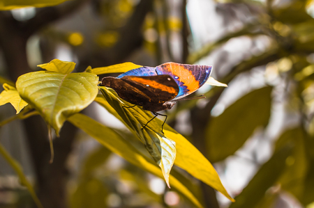 Colorful Butterfly on leafsの写真素材