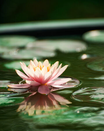 Beautiful Lotus, water lily in pondの写真素材