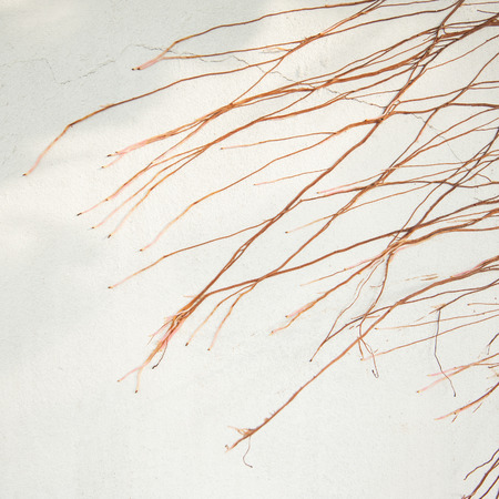 root of ivy plant on wallの写真素材