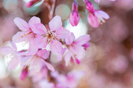 Wild Himalayan Cherry, Thailand Sakura pink flowerの写真素材