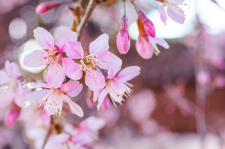 Wild Himalayan Cherry, Thailand Sakura pink flowerの写真素材