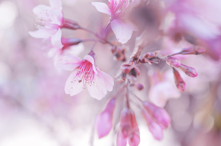 Wild Himalayan Cherry, Thailand Sakura pink flowerの写真素材