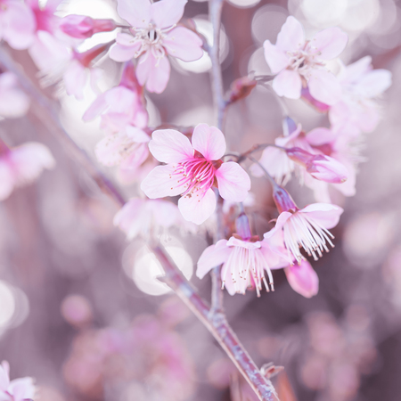 Wild Himalayan Cherry, Thailand Sakura pink flowerの写真素材