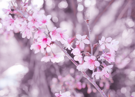 Wild Himalayan Cherry, Thailand Sakura pink flowerの写真素材