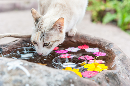 cat drinking waterの写真素材