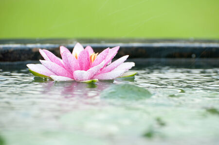 A beautiful pink waterlily or lotus flower in pond with rain dropの写真素材