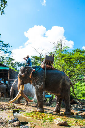 Pang Chang, Chiang Mai, THAILAND - NOV 15  Elephants taking baht in Pang Chang on 15 November 2013 at Chiang Mai, Thailandのeditorial素材