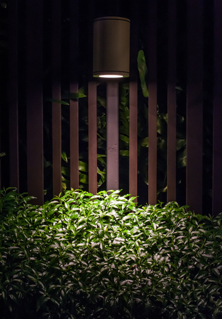 Lamp shining on plant in the darkの写真素材