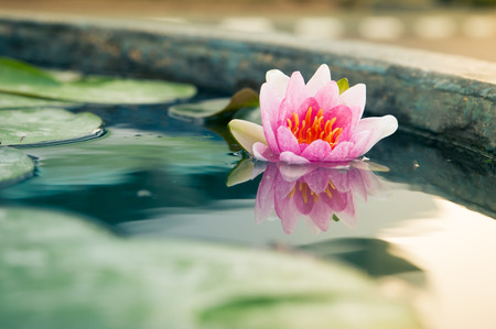 A beautiful pink waterlily or lotus flower in pond on morning sunlightの写真素材