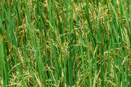 Pattern of rice in fieldの写真素材
