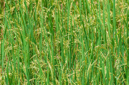 Pattern of rice in fieldの写真素材