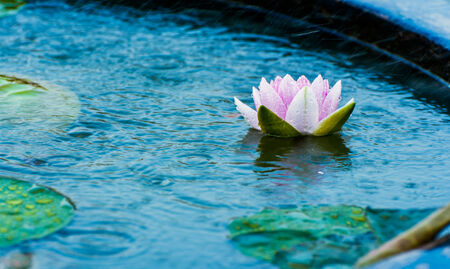 beautiful water lily in pond with rain drop