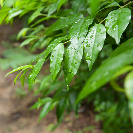 Water drop from rain on green leafの写真素材
