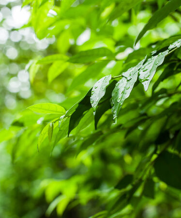 Water drop from rain on green leafの写真素材