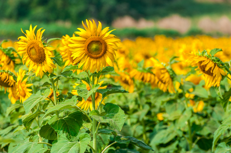 Sun Flower Fieldの写真素材