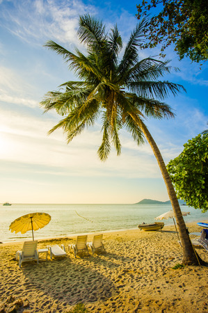 seascape of coconut tree on beachの写真素材