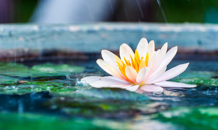 Beautiful Lotus, water lily in pondの写真素材