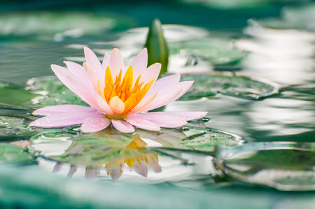 Beautiful Lotus, water lily in pondの写真素材