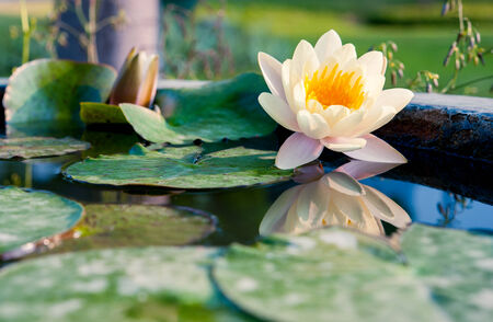 Beautiful Lotus, water lily in pondの写真素材