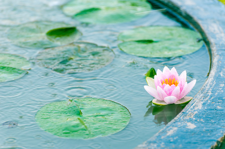 Beautiful Lotus, water lily in pondの写真素材