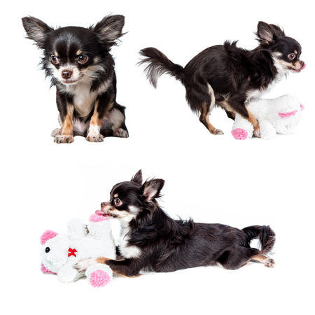 Actions of Chihuahua isolated on white の写真素材
