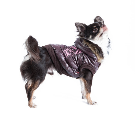 Chihuahua isolated on white の写真素材